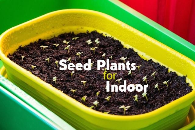 easy plants to grow from seed indoors