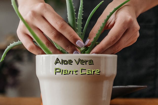 the ultimate guide to aloe vera plant care