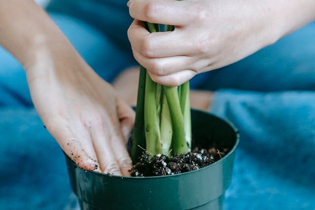 pexels-teona-swift-6913459 the ultimate guide to aloe vera plant care